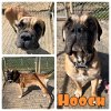 adoptable Dog in  named Hooch