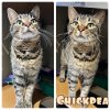adoptable Cat in pierceton, IN named Chickpea - SPONSORED