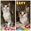 adoptable Cat in , IN named Lucy