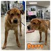 adoptable Dog in  named Rusty