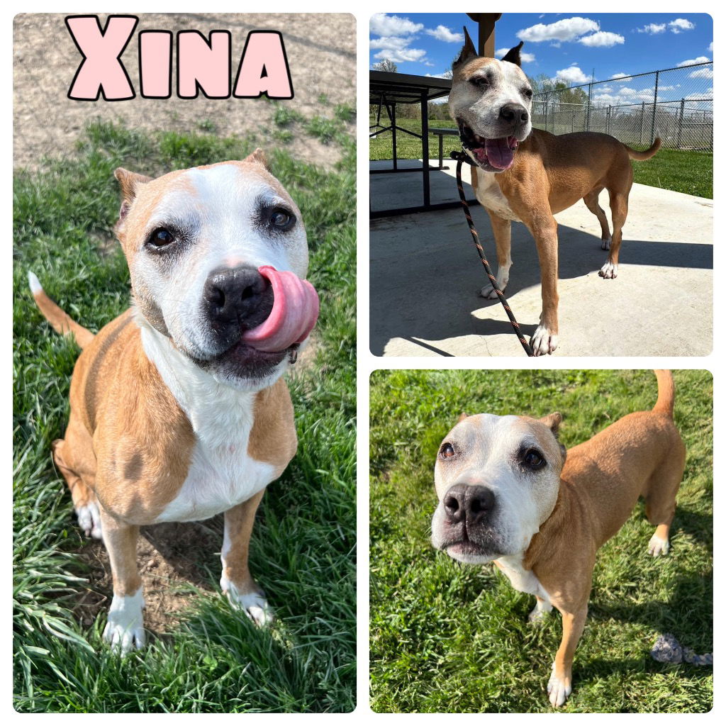 adoptable Dog in Pierceton, IN named Xina - SPONSORED