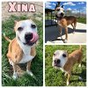 adoptable Dog in  named Xina - SPONSORED