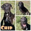 adoptable Dog in pierceton, IN named Chip