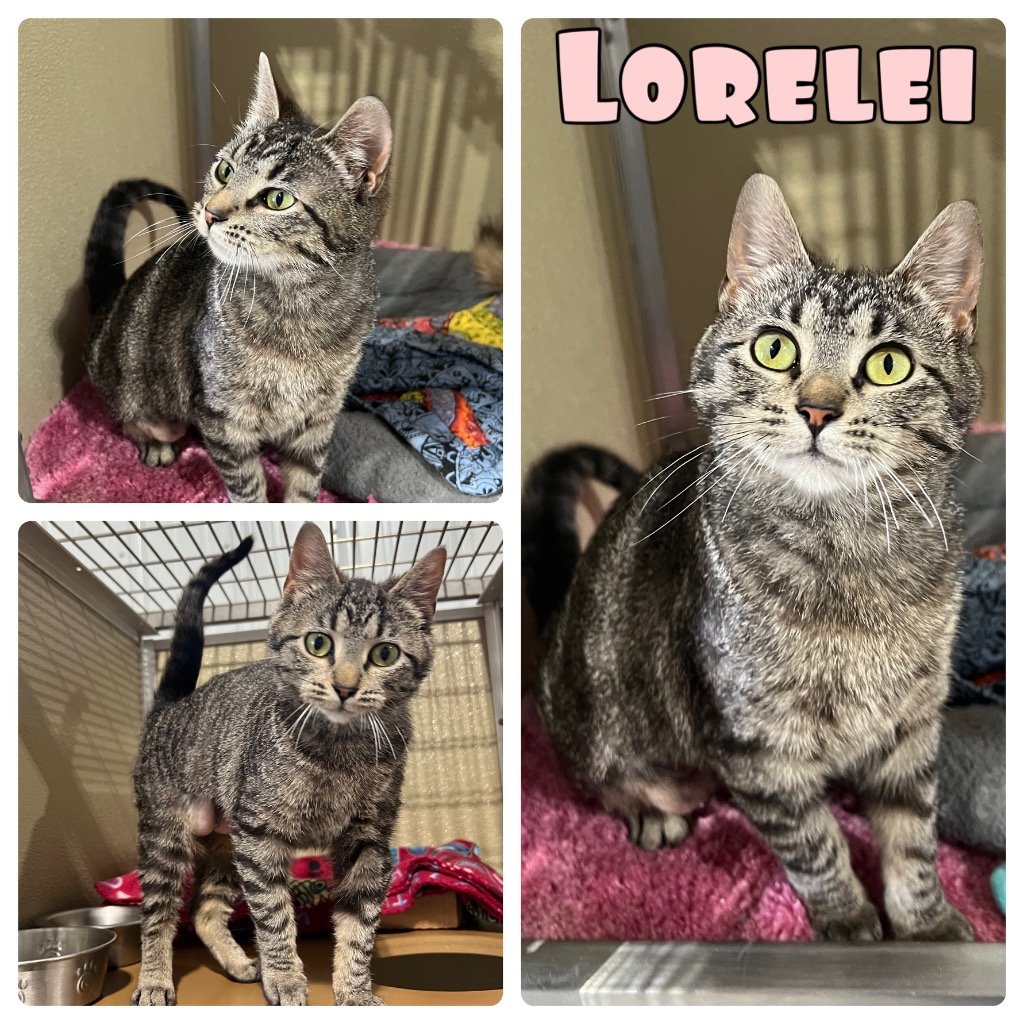 adoptable Cat in Pierceton, IN named Lorelei