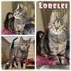 adoptable Cat in , IN named Lorelei