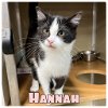adoptable Cat in  named Hannah