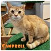 adoptable Cat in pierceton, IN named Campbell