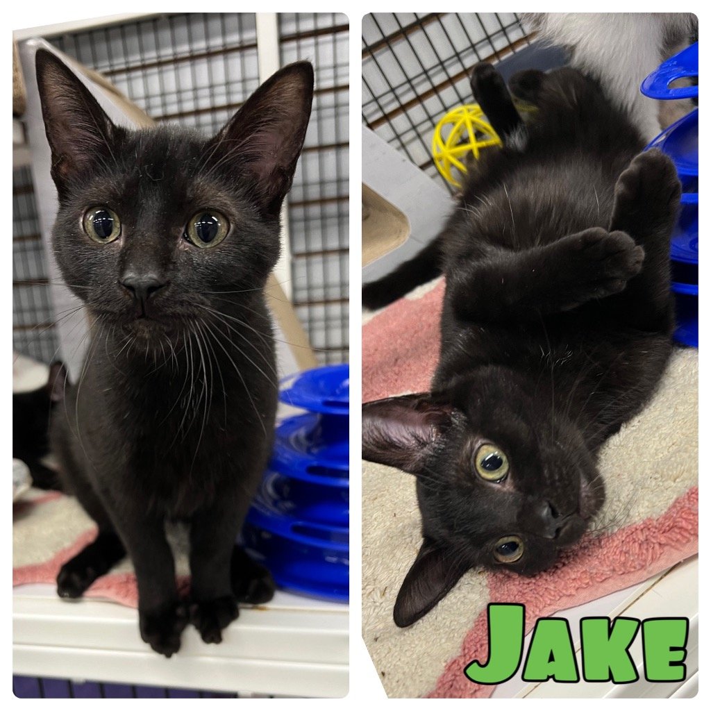 adoptable Cat in Pierceton, IN named Jake