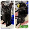 adoptable Cat in  named Jake