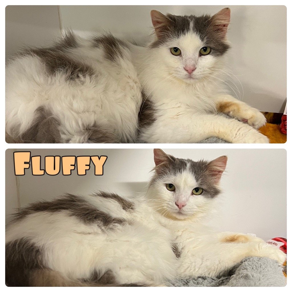 adoptable Cat in Pierceton, IN named Fluffy