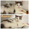 adoptable Cat in  named Fluffy