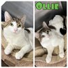 adoptable Cat in  named Ollie