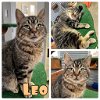 adoptable Cat in , IN named Leo