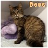 adoptable Cat in  named Doug