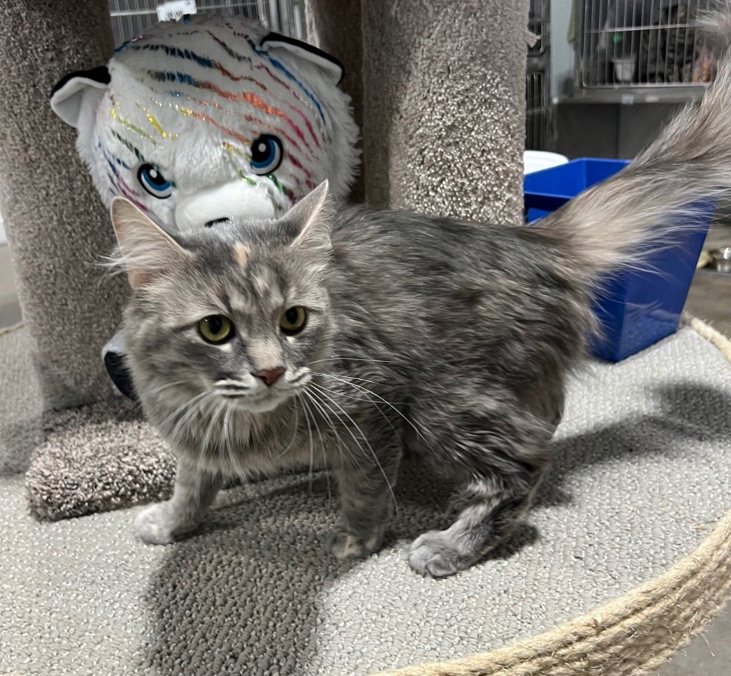adoptable Cat in Pierceton, IN named Juliet - PetSmart