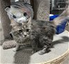 adoptable Cat in  named Juliet - PetSmart