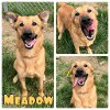adoptable Dog in  named Meadow - NN