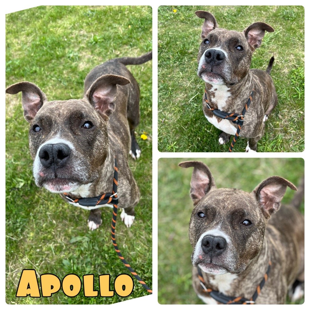adoptable Dog in Pierceton, IN named Apollo - SPONSORED