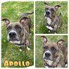 adoptable Dog in  named Apollo - SPONSORED