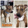 adoptable Dog in  named Loikey