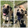 adoptable Dog in  named Aspen