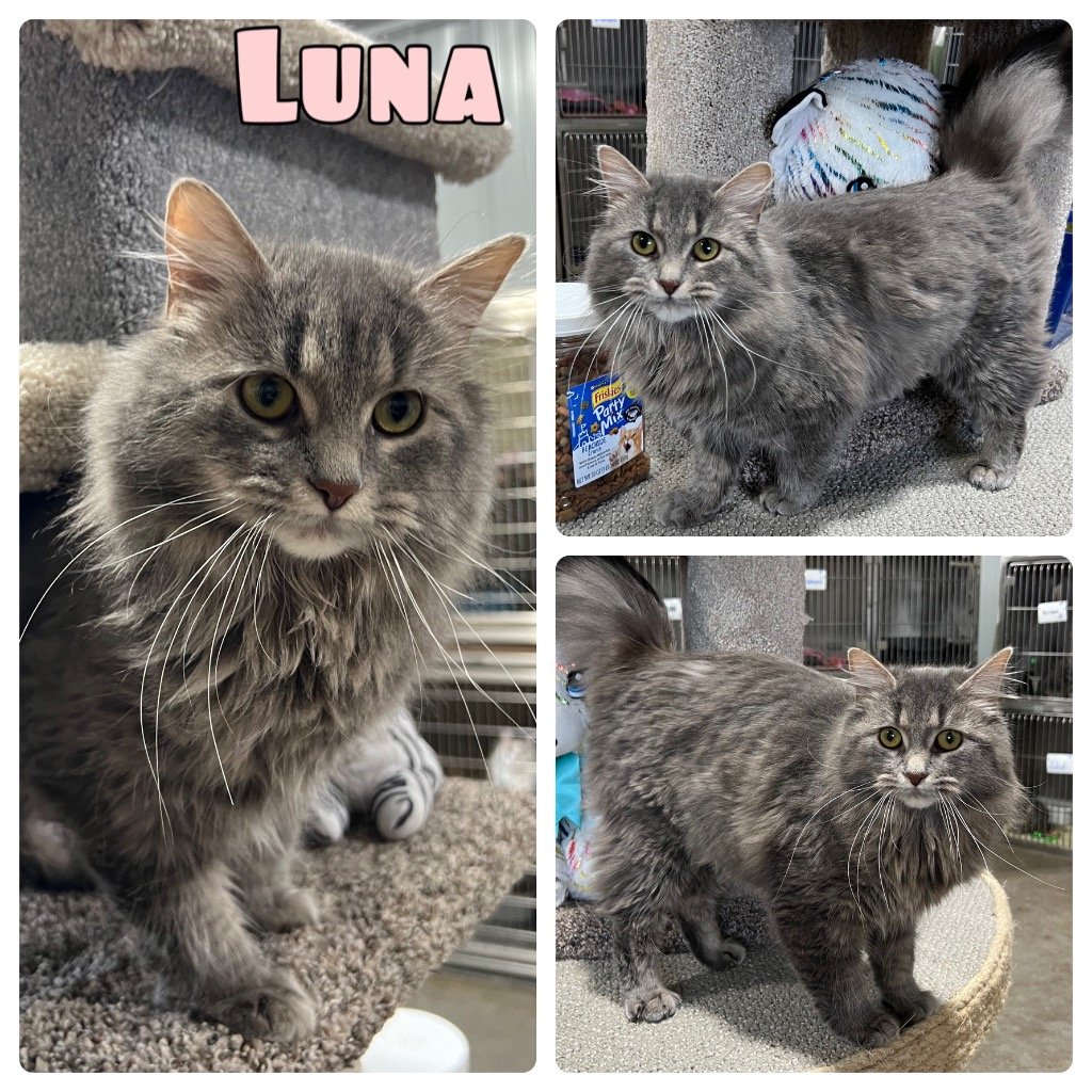 adoptable Cat in Pierceton, IN named Luna