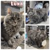 adoptable Cat in , IN named Luna