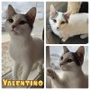 adoptable Cat in  named Valentino