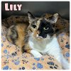 adoptable Cat in , IN named Lily - PetSmart