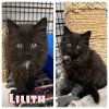 adoptable Cat in , IN named Lilith - NN