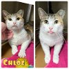 adoptable Cat in pierceton, IN named Chloe