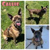 adoptable Dog in Pierceton, IN named Callie