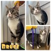 adoptable Cat in pierceton, IN named Bruce