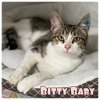 adoptable Cat in pierceton, IN named Bitty Baby