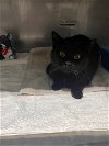 adoptable Cat in , IN named Licorice