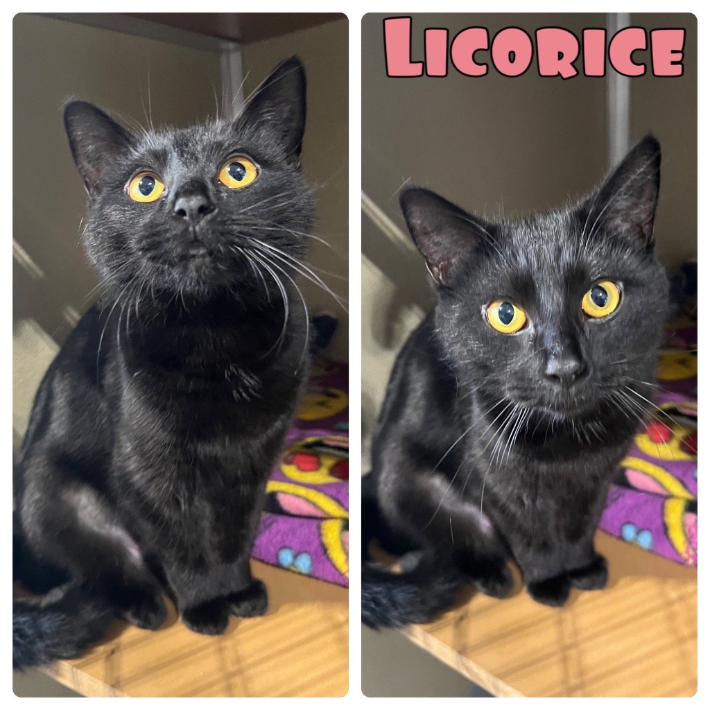 adoptable Cat in Pierceton, IN named Licorice