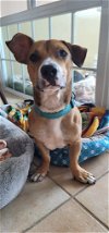 adoptable Dog in pierceton, IN named Buddy- NN
