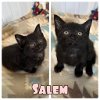 adoptable Cat in  named Salem - NN - SR4