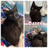 adoptable Cat in  named Raven - NN - SR4