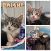 adoptable Cat in  named Dwight - NN - SR 4