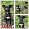 adoptable Dog in  named Luna