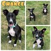 adoptable Dog in  named Chance