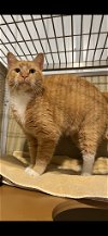 adoptable Cat in  named Gus