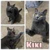 adoptable Cat in , IN named Kiki