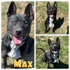 adoptable Dog in Pierceton, IN named Max