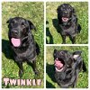adoptable Dog in , IN named Twinkle