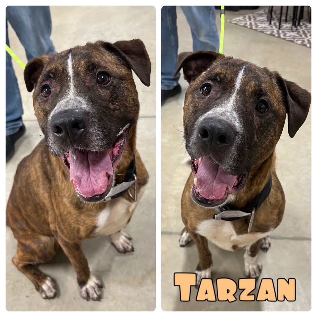 adoptable Dog in Pierceton, IN named Tarzan