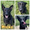 adoptable Dog in  named Wilma