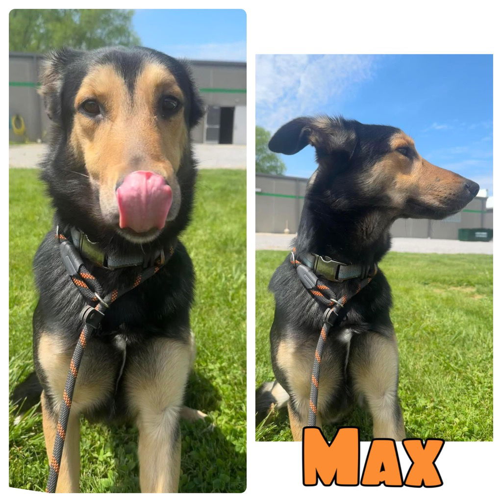 adoptable Dog in Pierceton, IN named Max