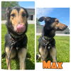 adoptable Dog in  named Max